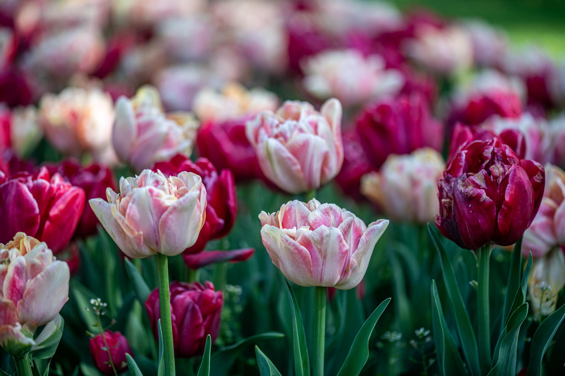 parco sigurtà - Apertura 7 marzo