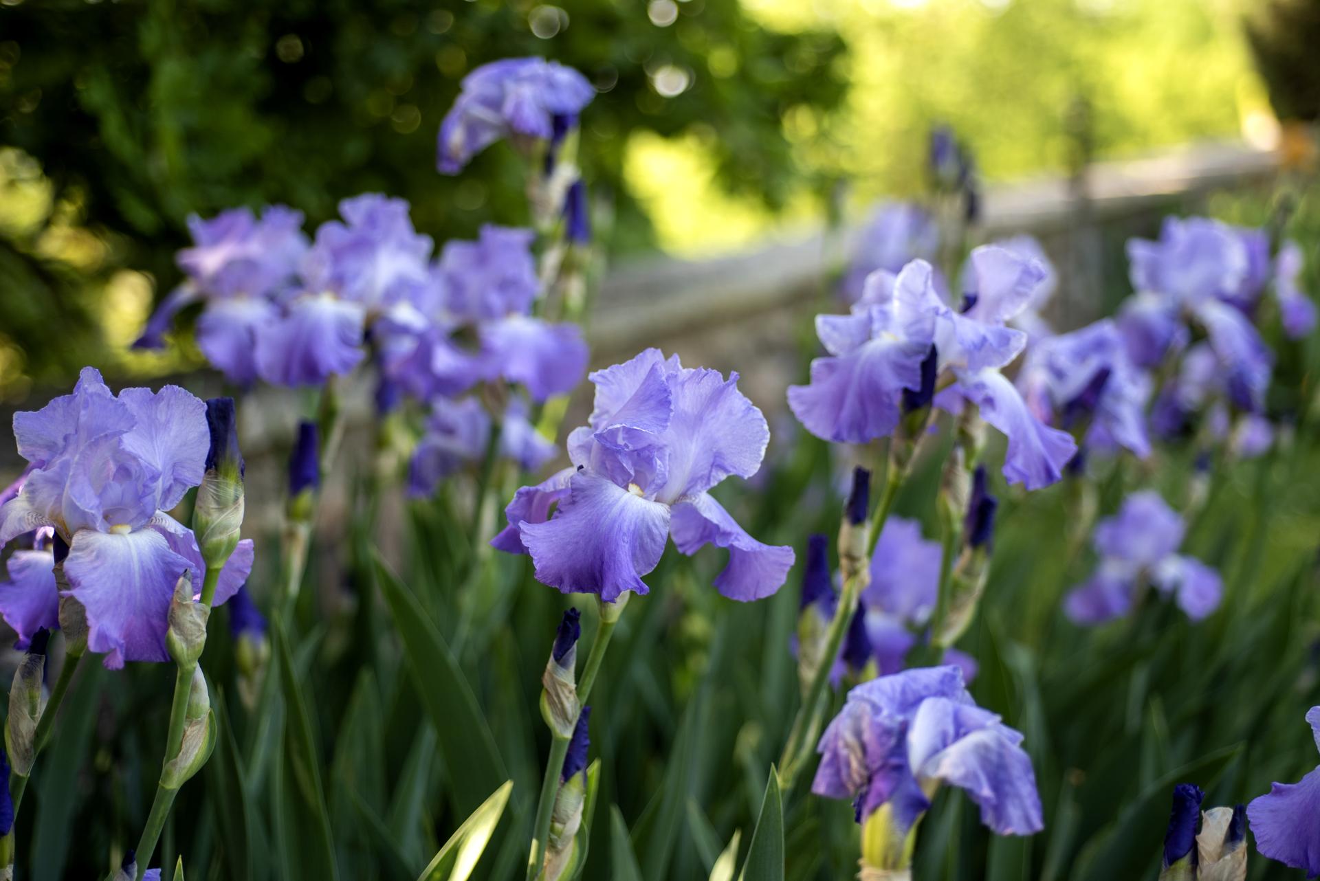 parco sigurtà - tulipani, eleganti iris, scenografici allium e raffinate peonie