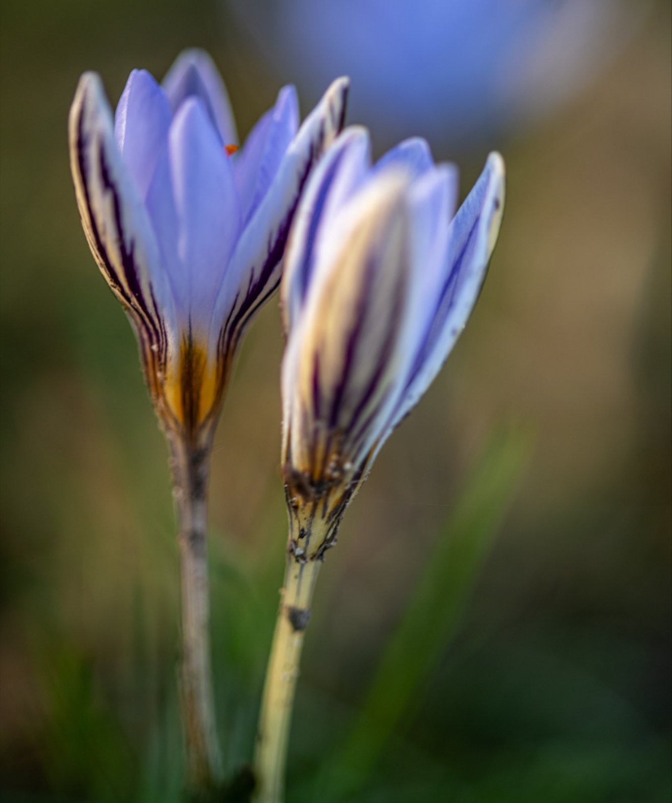 parco sigurta - calendario eventi e promozioni